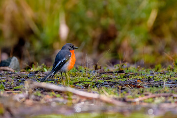 flame robin (petroica phoenicea)