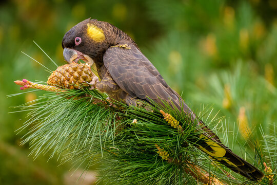 Yellow-tailed black cockatoo (Zanda funerea)