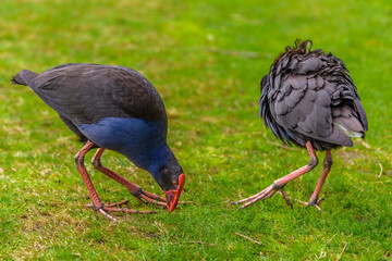 Purple Swamphen (Porphyrio porphyrio)