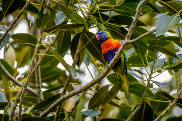Rainbow lorikeet (Trichoglossus moluccanus)