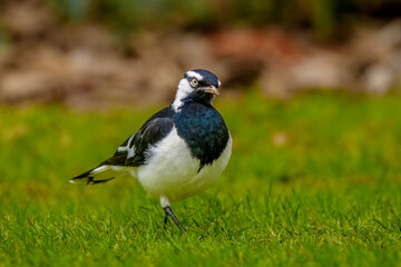 Magpie-lark (Grallina cyanoleuca)