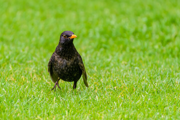 Common Blackbird