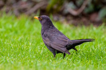 Common Blackbird