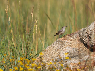 Rock Wren perched on rock, Cheyenne Mountain State Park, Colorado