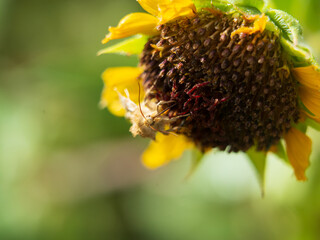 moth feeding on a wild sunflower