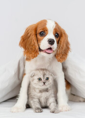 Puppy king charles spaniel sitting on the bed next to a kitten of the scottish breed