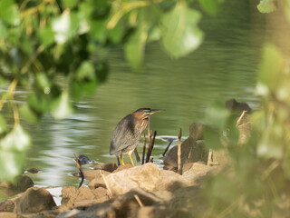 Uncommon Green Heron in Colorado