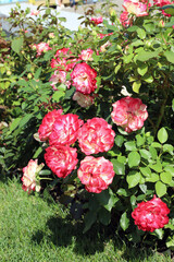 original variety of roses used in park landscape design