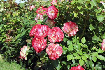 gorgeous two-tone park roses in the midday sun