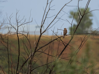 Fototapeta premium Juvenile Cooper's Hawk in the rain