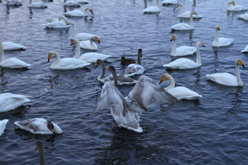 Obraz premium Swan Lake in the early morning. Winter landscape with swans.