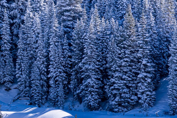 Snow-covered mountain trees in Colorado.