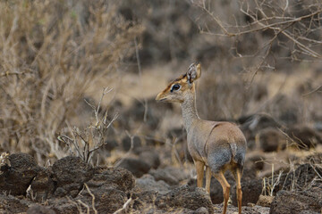 Antilopen im Nationalpark Tsavo Ost, Tsavo West und Amboseli in Kenia