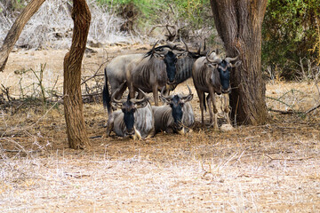 Antilopen im Nationalpark Tsavo Ost, Tsavo West und Amboseli in Kenia