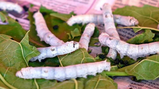 Silkworms eating leaves of mulberry tree. High quality footage.