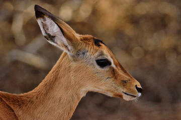 Antilopen im Nationalpark Tsavo Ost, Tsavo West und Amboseli in Kenia