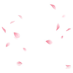 Vector sakura flying petals on transparent background