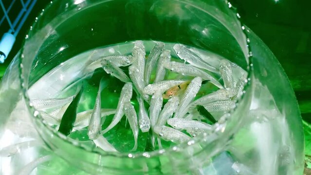 Group of baby fishes swimming in a glass bowl, High quality footage.