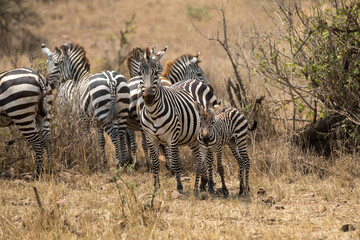 Fototapeta na wymiar A heard of Zebra (Equus quagga) and a foal in the later afternoon. Tanzania. 