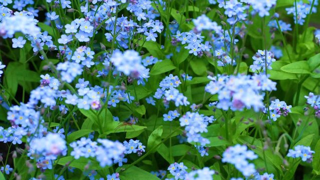 Blue forget me not flowers blooming on green background Forget-me-nots, Myosotis sylvatica, Myosotis scorpioides . Inflorescence of forget-me-not marsh, the type species of the genus Forget-me-not