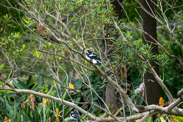 A pair of magpie-larks (grallina cyanoleuca) standing in a tree in the garden
