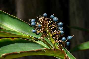 Fruit of an Australian native ginger (alpinia caerulea) in sunshine