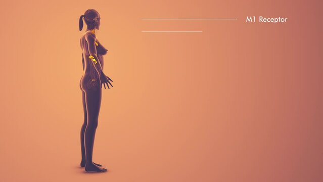 Female Endocrine System medical animation