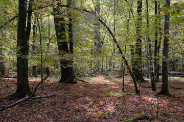 Autumnal deciduous stand with rotting wood