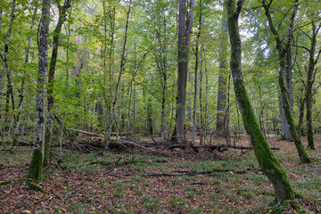 Autumnal deciduous stand with rotting wood