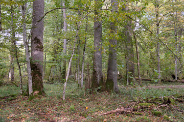 Autumnal deciduous stand with rotting wood