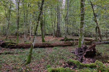 Autumnal deciduous stand with rotting wood