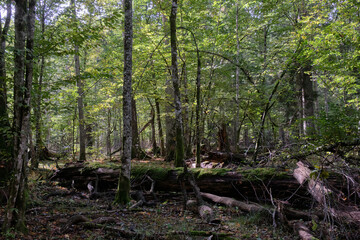 Autumnal deciduous stand with rotting wood