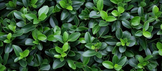 Latin name for the leaves of Variegated Kohuhu is Pittosporum tenuifolium Silver Queen.