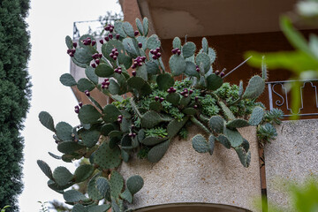 Blühender Kaktus an einem Balkon