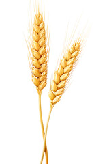 Ear of wheat on transparent background