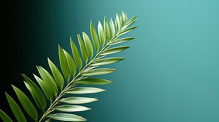 Obraz premium Luxury Leaf Shadow Leaves Blank Green, Flat Design Style, Pop Art , Wallpaper Pictures, Background Hd