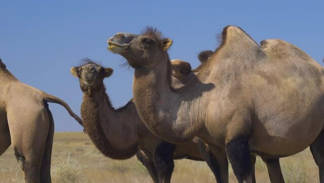 Domestic camels in the desert of Kazakhstan