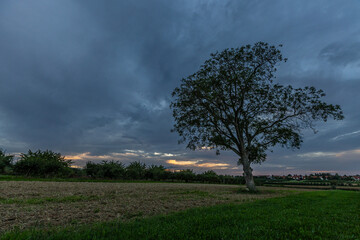 Sommerabend mit Regenwolken in Rheinhessen