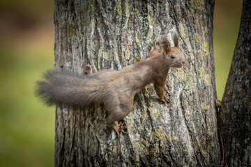 北海道の10月、エゾリスは大忙し。