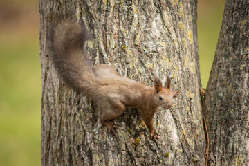 北海道の10月、エゾリスは大忙し。