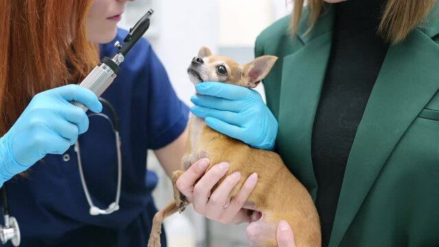 Veterinarian doctor checks eyesight of a small dog of the breed Chihuahua in a veterinary clinic. Pet checkup, tests and vaccination in vet office. Owner brought his pet to the doctor for examination