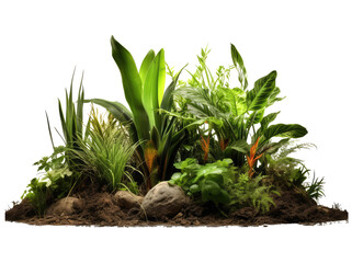 plants on the ground in the image variety isolated on transparent background