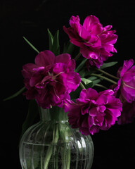 bouquet of dark red lilac tulips in glass vase on dark background. flower bouquet in vase on table. Gift interior decoration. florist, decorator. Flower shop.