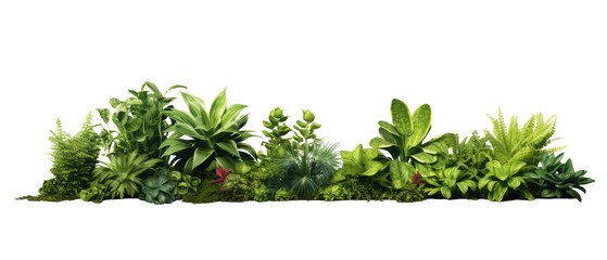plants on the ground in the image variety isolated on transparent background