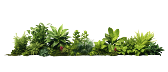 plants on the ground in the image variety isolated on transparent background