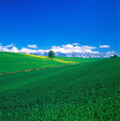 Obraz premium ポプラのある丘と十勝岳連峰(美瑛町）