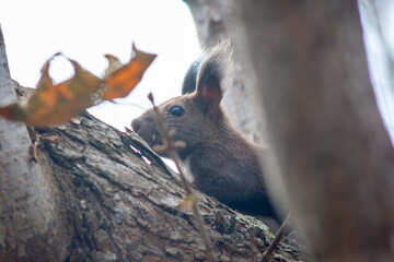 北海道の10月、エゾリスの秋。