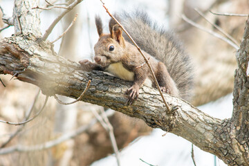 北海道の10月、エゾリスの秋。