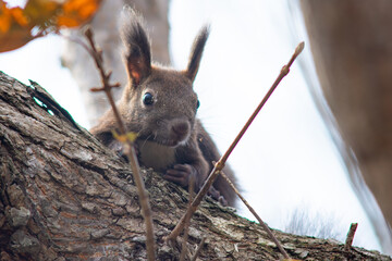 北海道の10月、エゾリスの秋。