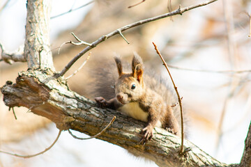 北海道の10月、エゾリスの秋。